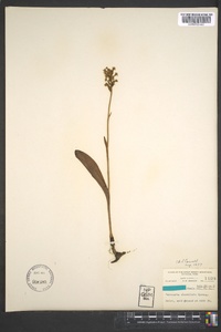 Platanthera clavellata image