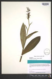 Platanthera psycodes image