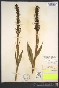 Platanthera psycodes image