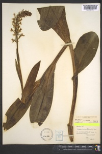 Platanthera psycodes image