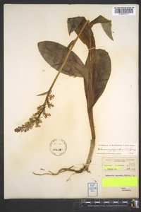 Platanthera psycodes image