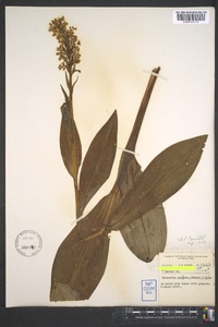 Platanthera psycodes image