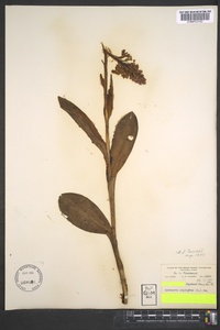 Platanthera psycodes image