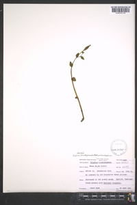Triphora trianthophoros image