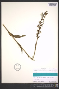 Platanthera lacera image