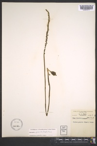 Spiranthes lacera image