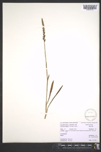 Spiranthes ovalis image