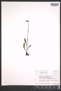 Spiranthes ovalis image