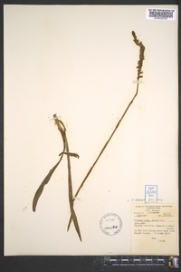 Spiranthes vernalis image