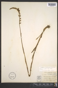 Spiranthes vernalis image