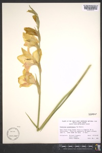 Gladiolus gandavensis image