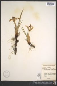 Iris verna image