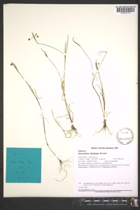 Sisyrinchium atlanticum image