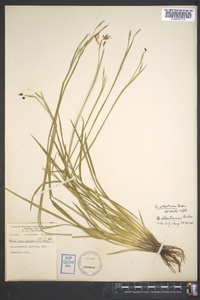 Sisyrinchium atlanticum image