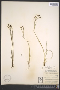 Sisyrinchium atlanticum image