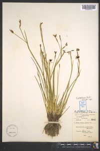 Sisyrinchium atlanticum image