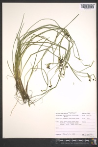 Sisyrinchium atlanticum image