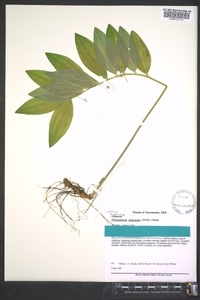 Polygonatum pubescens image