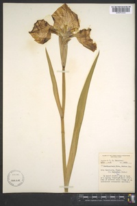 Iris laevigata image