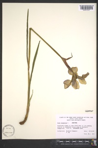 Iris virginica image