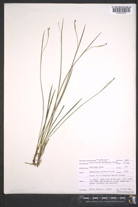 Sisyrinchium mucronatum image