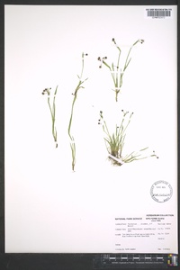 Sisyrinchium rosulatum image