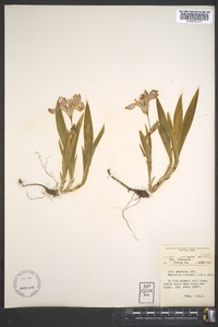 Iris cristata image