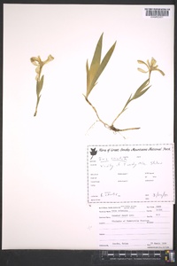 Iris cristata image