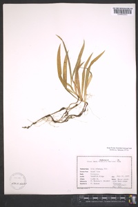 Iris cristata image