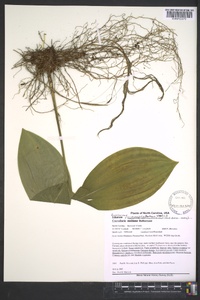 Convallaria pseudomajalis image