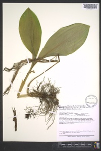 Convallaria pseudomajalis image