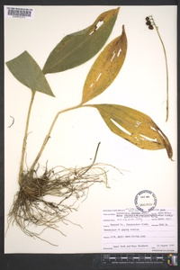 Convallaria pseudomajalis image