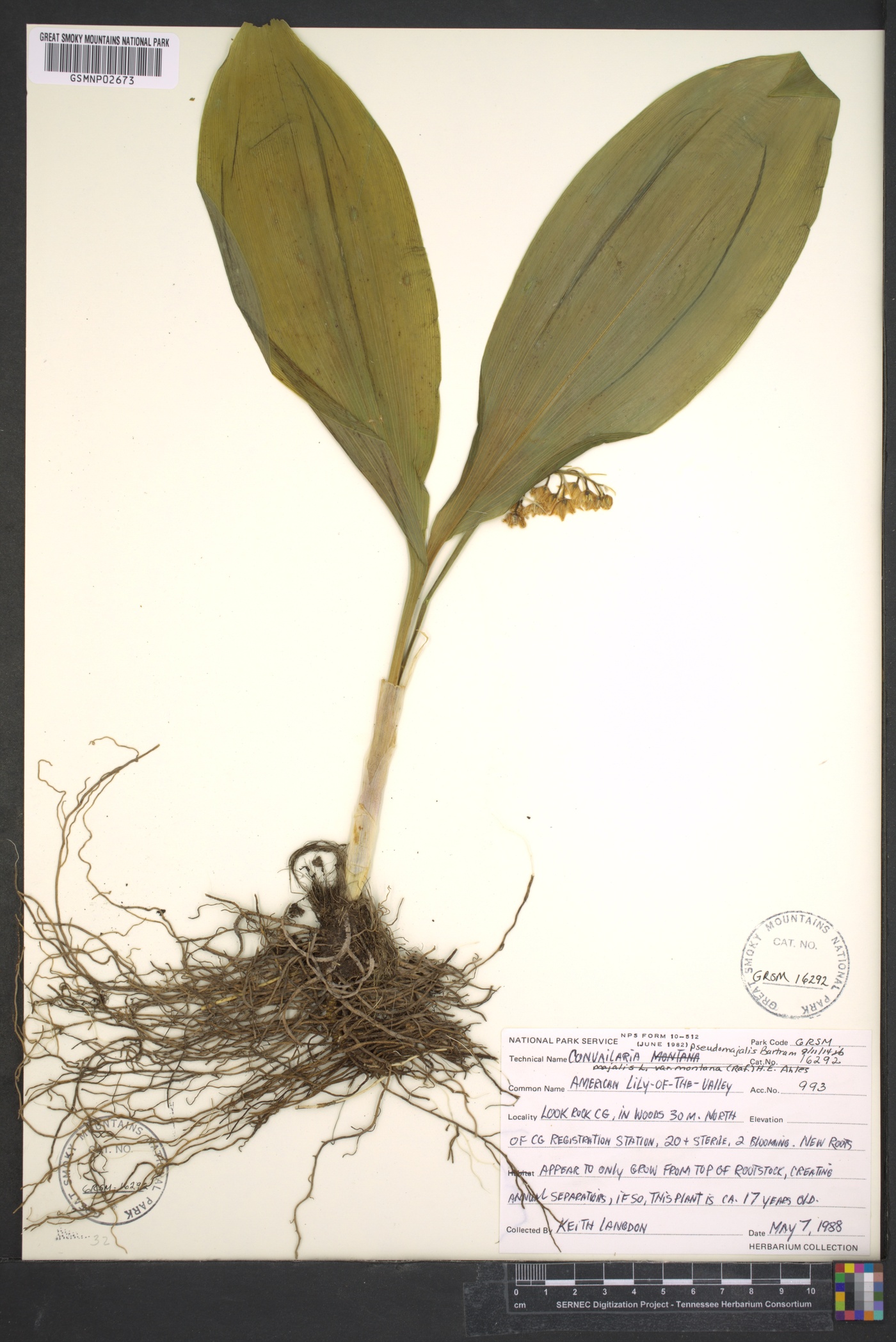 Convallaria pseudomajalis image