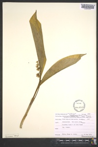 Convallaria pseudomajalis image