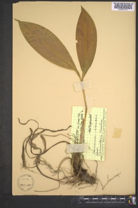 Convallaria pseudomajalis image