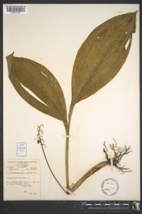 Convallaria majalis image