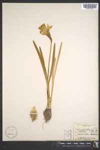 Narcissus pseudonarcissus image