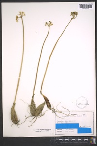 Allium tricoccum image