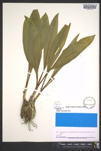 Allium tricoccum image