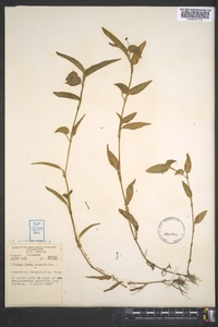 Commelina diffusa image