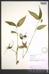 Commelina communis image