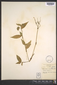 Commelina communis image