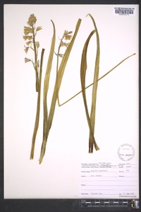Hyacinthoides non-scripta image