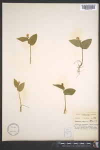 Maianthemum canadense image