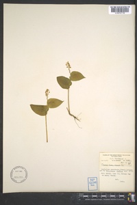 Maianthemum canadense image