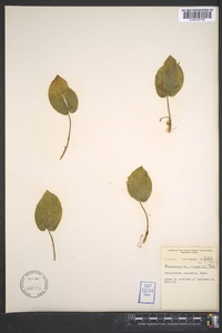 Maianthemum canadense image