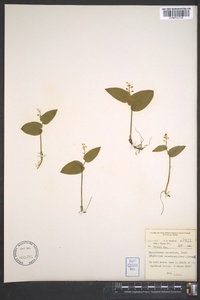 Maianthemum canadense image