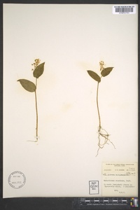 Maianthemum canadense image