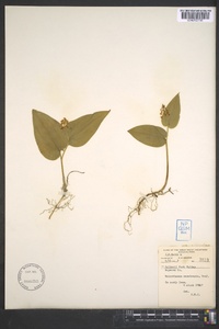 Maianthemum canadense image