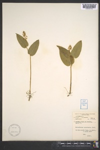 Maianthemum canadense image